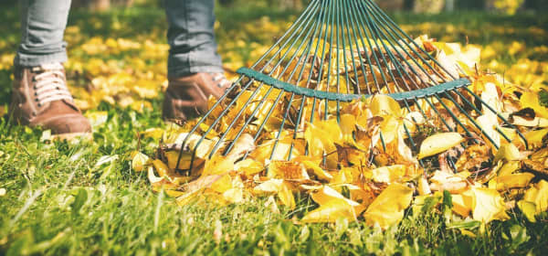 Laubharken im Garten im November im Herbst