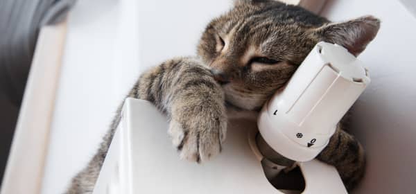 Katze liegt auf einer Heizung