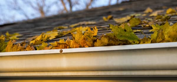 Laubbedecktes Dach mit Regenrinne, im Hintergrund blauer Himmel und kahle Bäume