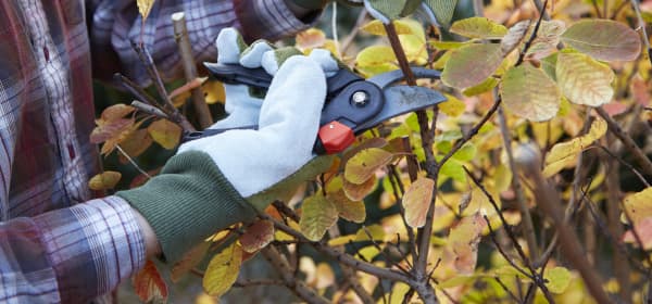 Person mit Arbeitshandschuhen beschneidet eine Hecke mit einer Gartenschere