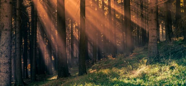 Sonnenstrahlen im Nebel im Thüringer Wald