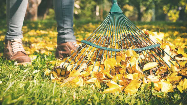 Laubharken im Garten im November im Herbst