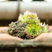 Garagendachbegrünung