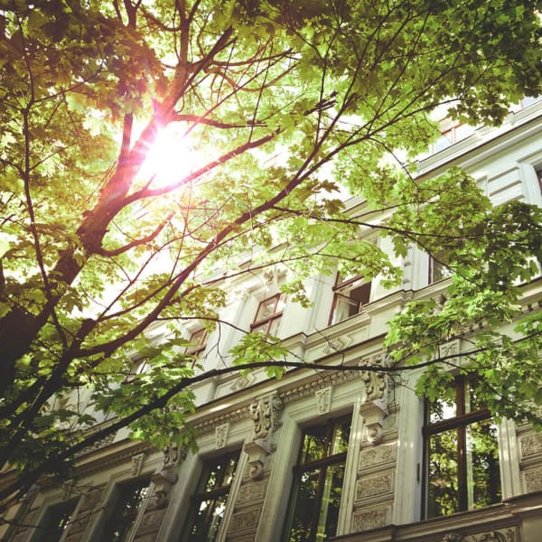 Hauswand mit Bäumen davor