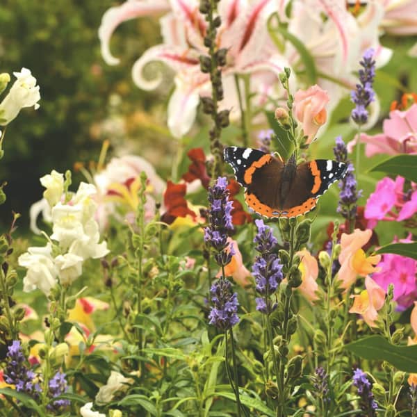 Verschiedene Pflanzen in einem Garten mit Schmetterlingen