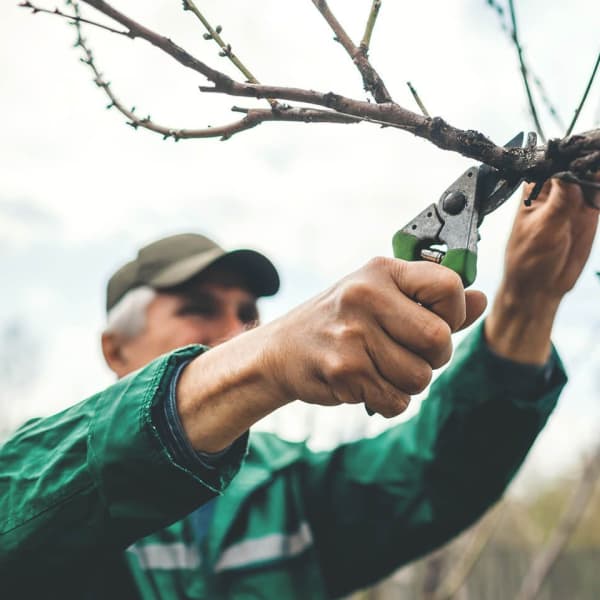Mann schneidet Zweige am Baum ab