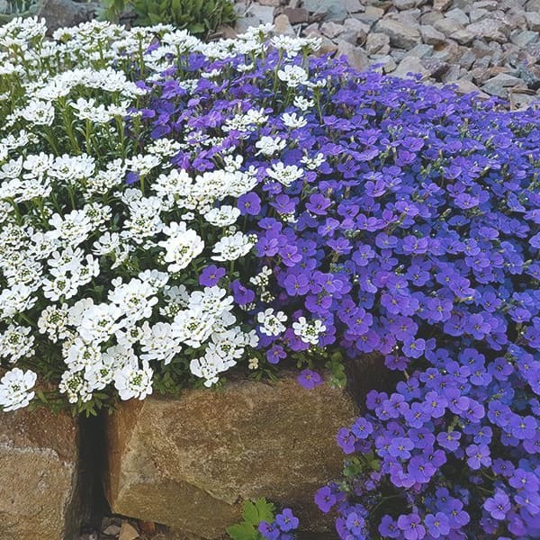 Steingarten mit Polsterstauden
