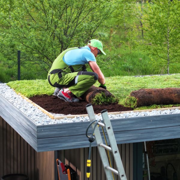 Gärtner rollt Sedum Matte zur Dachbegrünung auf einem Schuppen aus.