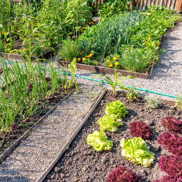 Gemüsebeete in einem Garten