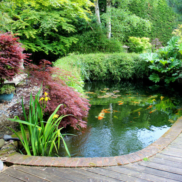 Gartenteich mit Kois