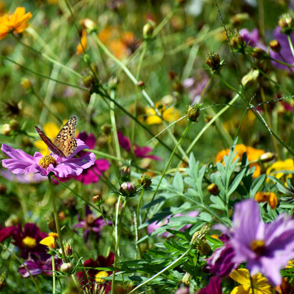 Wildblumenwiese mit einem Schmetterling