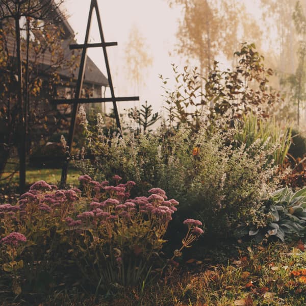 Nebel am frühen Morgen des Spätherbstes oder Winters hüllt einen Garten in eine frostige Atmosphäre
