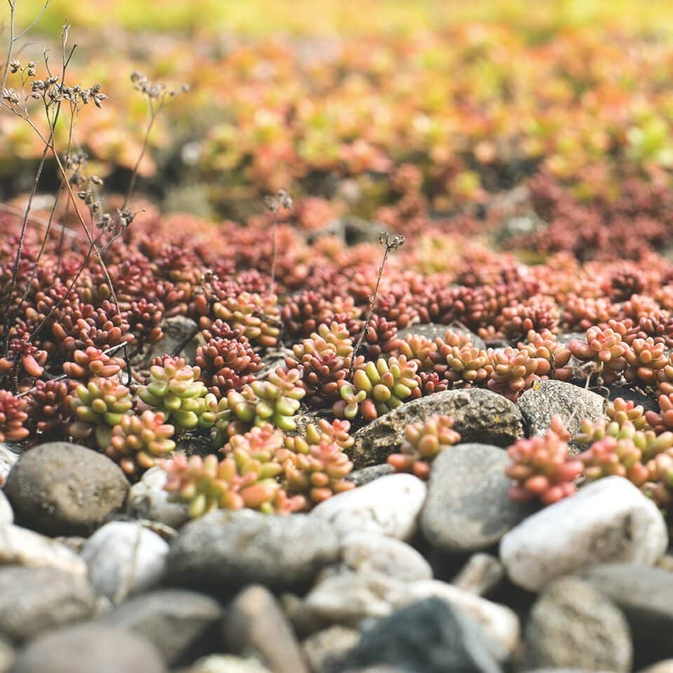 Nahaufnahme einer Garagendachbegrünung mit grün-rot-orangefarbenen Pflanzen und Steinen