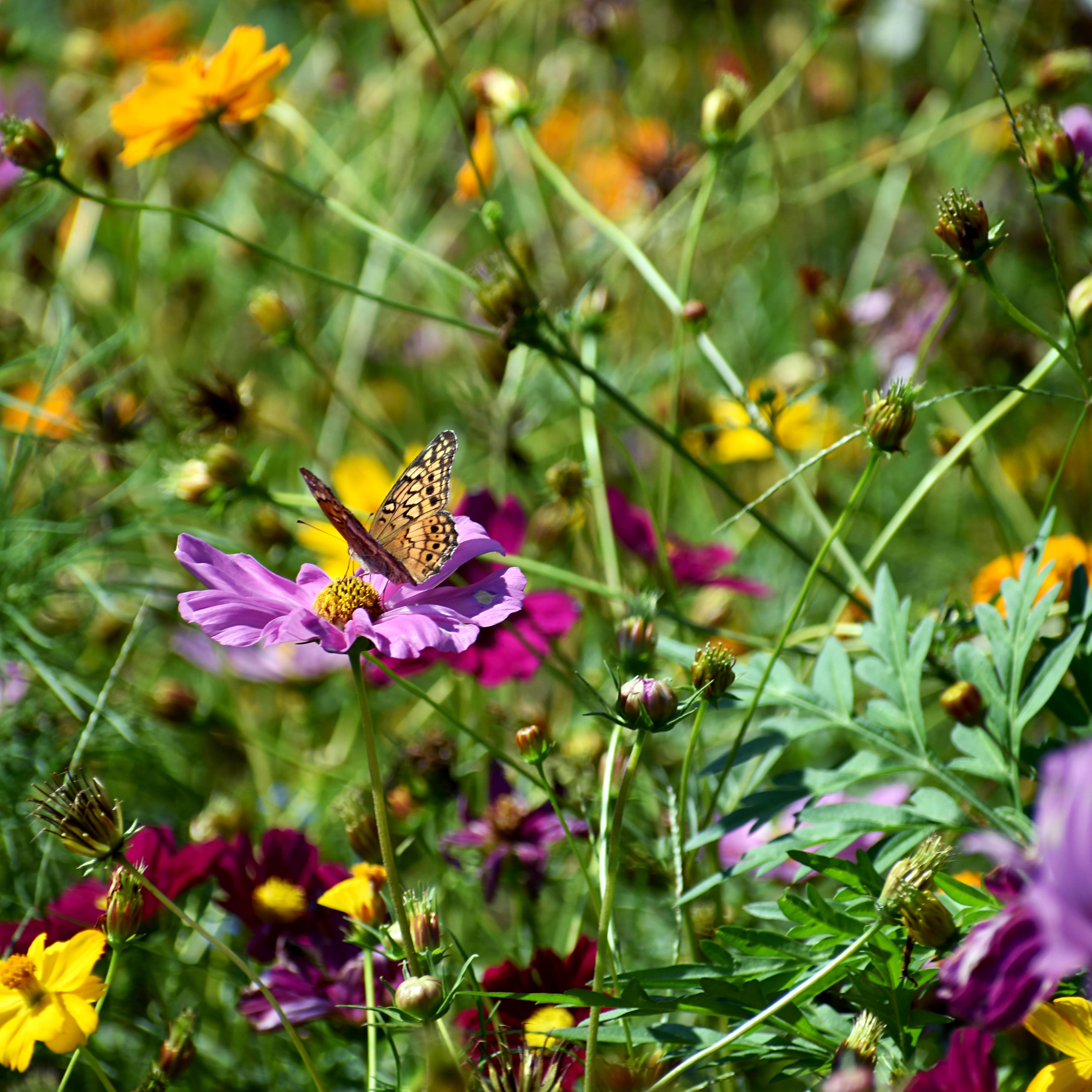 Wildblumenwiese mit einem Schmetterling