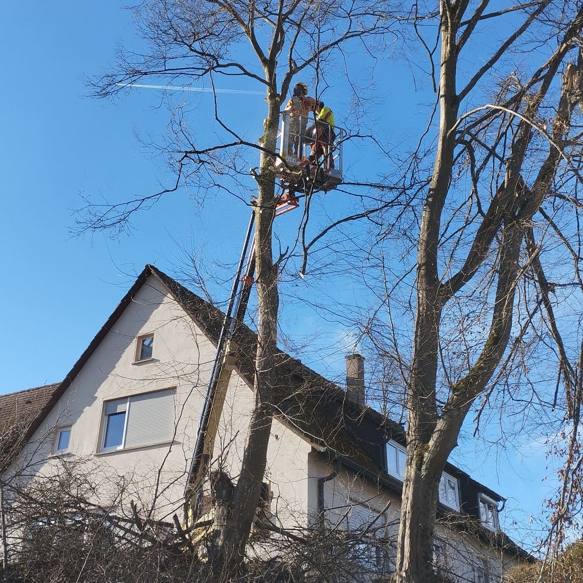 Unbetiteltes Referenzbild