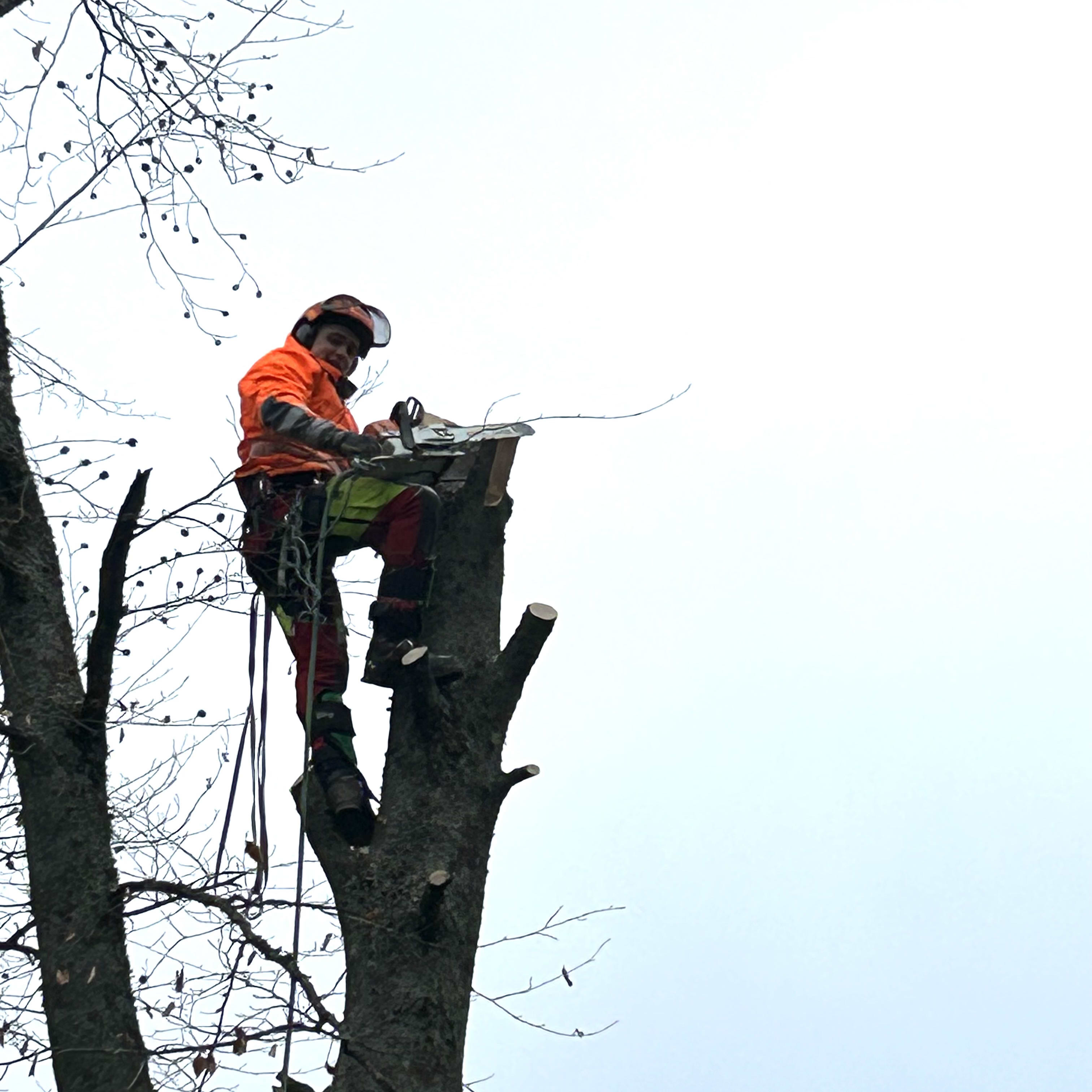 Unbetiteltes Referenzbild