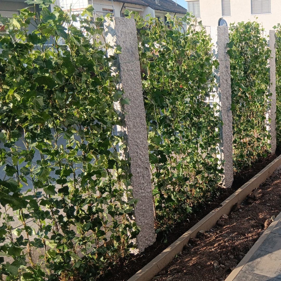 Unbetiteltes Referenzbild