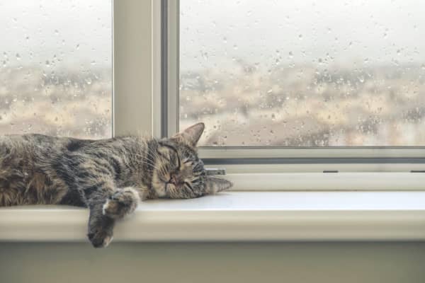 Schlafende Katze auf Fensterbank bei Regen