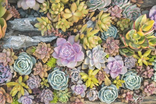 Garagendachbegruenung mit einer Fläche aus Sukkulenten