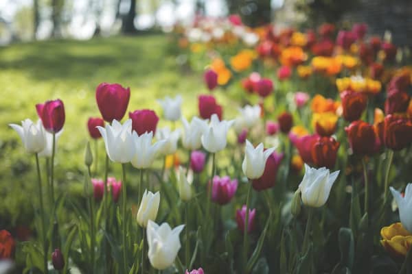 Garten mit verschiedenen Tulpen im Beet
