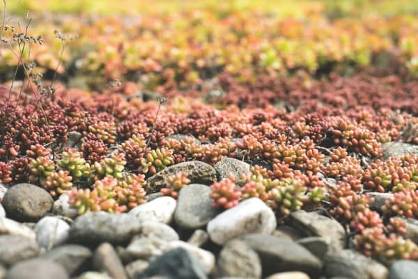 Nahaufnahme einer Garagendachbegrünung mit grün-rot-orangefarbenen Pflanzen und Steinen