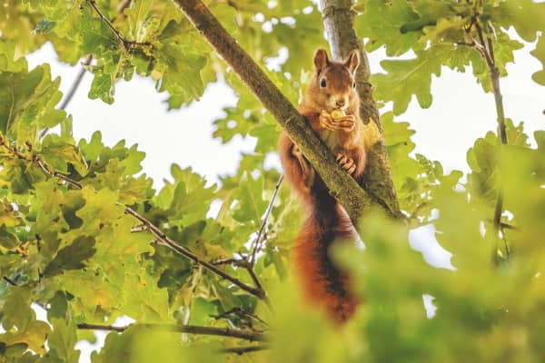 Eichhörnchen im Baum