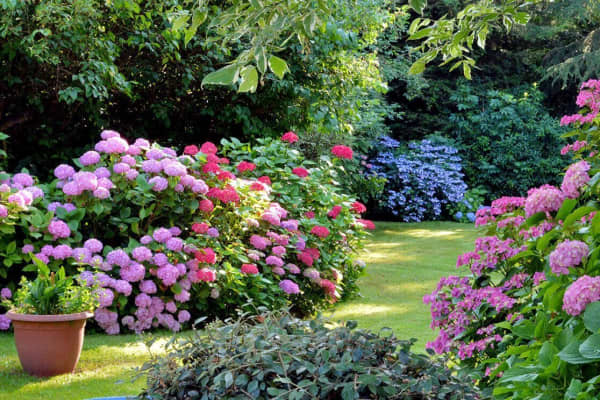 Garten mit bunt blühenden Sträuchern