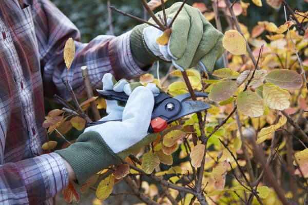 Person mit Arbeitshandschuhen beschneidet eine Hecke mit einer Gartenschere