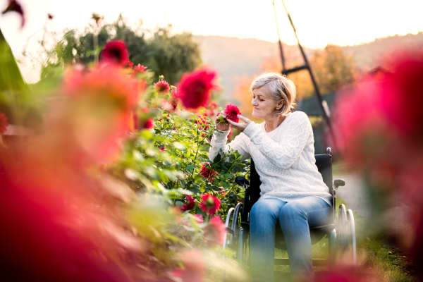 Frau im Rollstuhl im Garten mit Rosenbeet