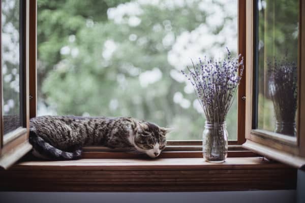 Geöffnetes Stulpfenster mit schlafender Katze auf Fensterbrett