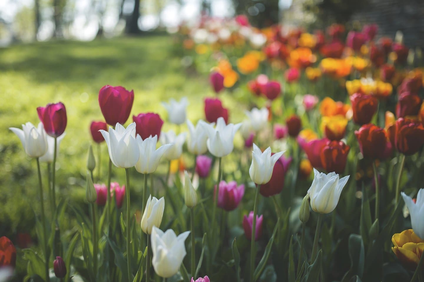 Giftfplanzen Haustiere  Tulpen