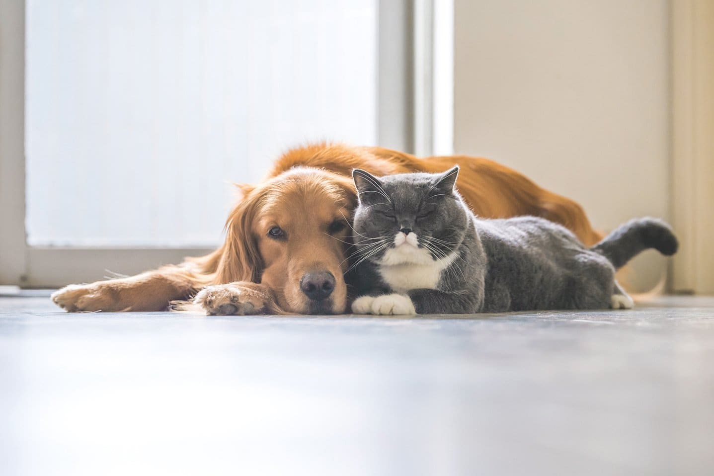 Hund und Katze kuscheln