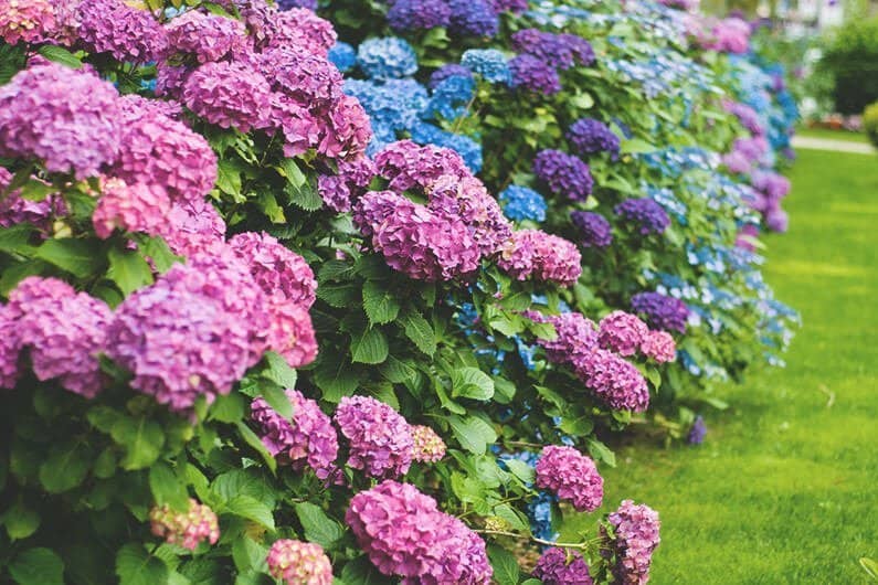 Garten mit bunten Blumensträuchern