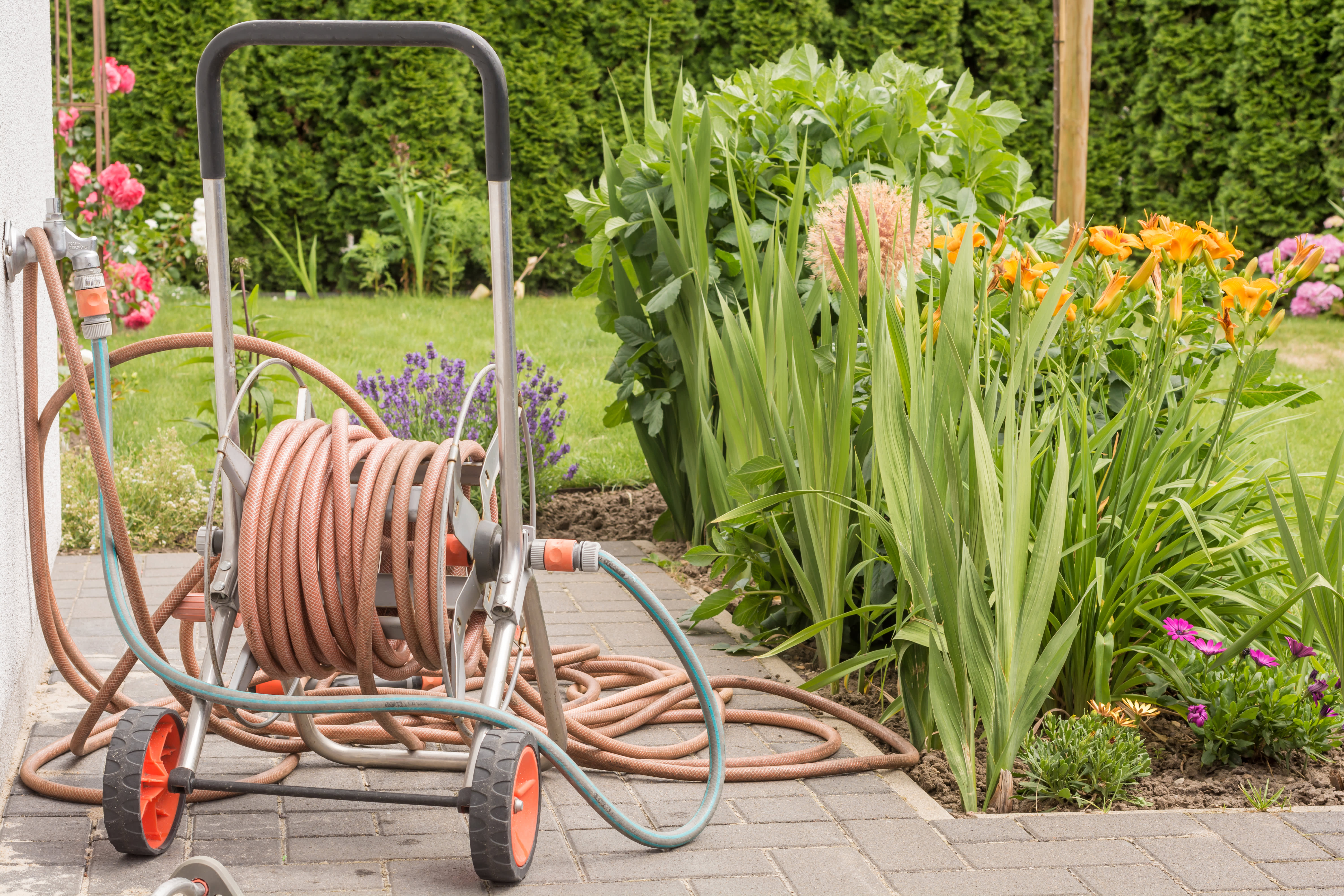 Gartenschlauch auf einem Schlauchwagen im Garten