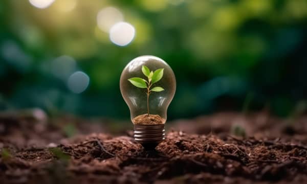 Glühbirne auf Waldboden mit kleiner grüner Pflanze darin