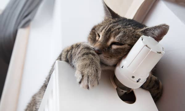 Katze liegt auf einer Heizung