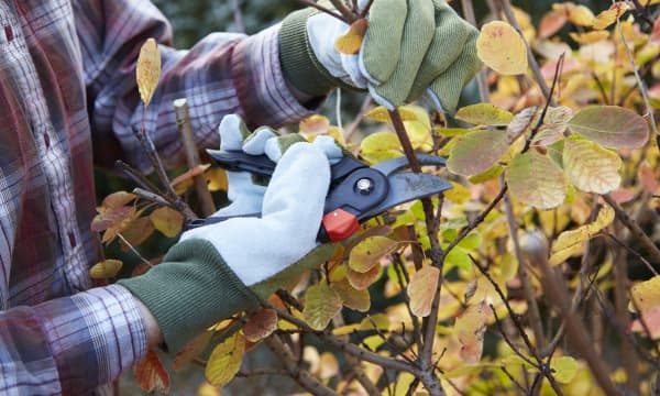 Person mit Arbeitshandschuhen beschneidet eine Hecke mit einer Gartenschere