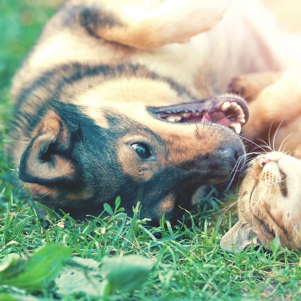 Giftige Gartenpflanzen fr Ihr Haustier - Fr Hund, Katze, Kaninchen, Pferd
