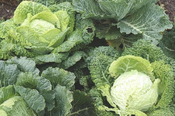 Nahaufnahme mehrerer Wirsingköpfe in der Erde