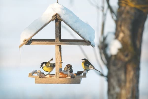 Zwei Kohlmeisen und ein Haussperling sitzen in einem schneebedeckten Vogelhaus, das an einem Baum hängt, dessen Stamm im Hintergrund zu sehen ist