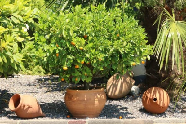 Mediterraner Garten als Gartengestaltung