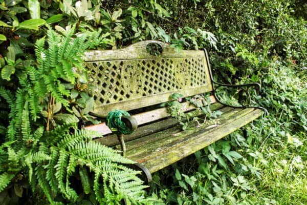 Rustikale, bewachsene Parkbank im Grünen umgeben von Farn und Büschen