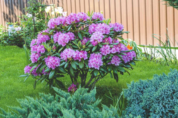 Garten mit großem Rhododendronstrauch