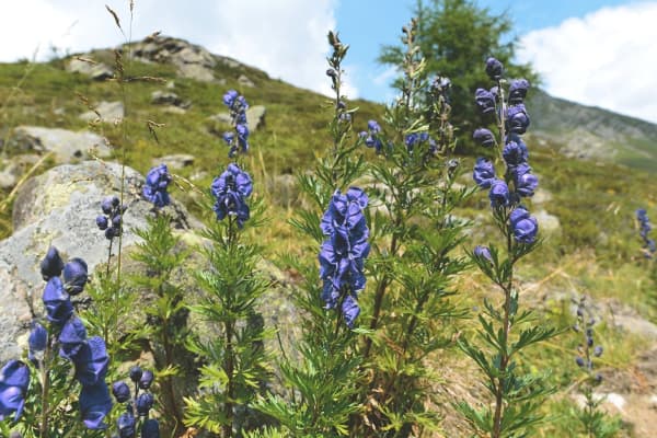 Landschaft mit Blauem Eisenhut