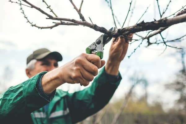 Mann schneidet Zweige am Baum ab
