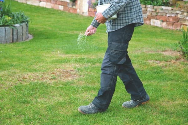 Mann sät Rasensamen aus