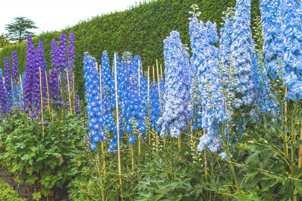 Rittersporn im Garten