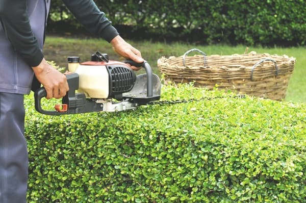 Hecken Schneiden mit Heckenschere