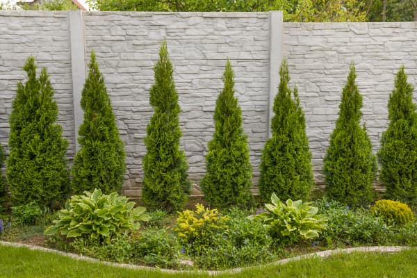 Lebensbäume vor hohem Strukturzaun aus Beton im Garten