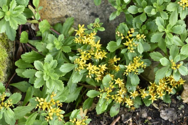 Sedum Kamtschatka-Fetthenne mit gelben Blüten als Beispiel für gute Pflanzen auf dem Garagendach